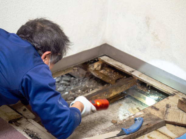 Best Residential Mold Removal  in Chanhassen, MN