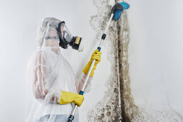 Best Fast Mold Removal  in Chanhassen, MN