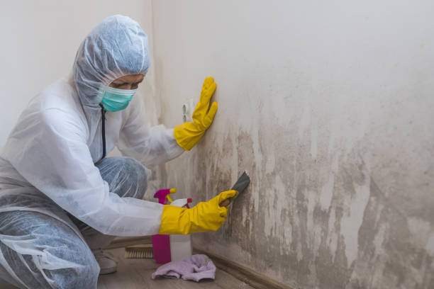 Best Mold Damage Repair  in Chanhassen, MN