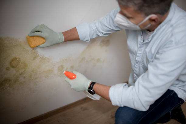 Best Black Mold Removal  in Chanhassen, MN