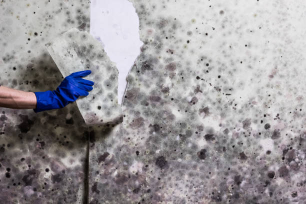 Best Commercial Mold Removal  in Chanhassen, MN