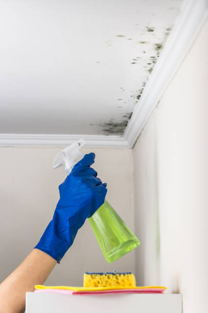 Mold Removal Process in Chanhassen, MN
