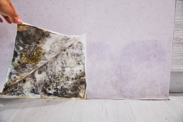 Best Certified Mold Removal  in Chanhassen, MN